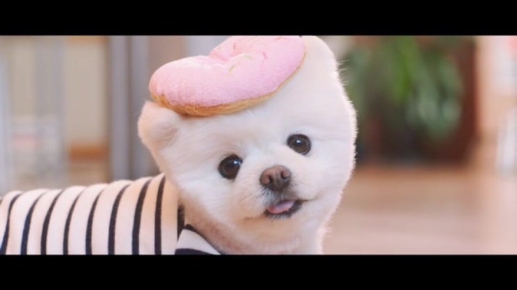 달리&<b>유선호</b> 십센치10cm Pet MV <b>출연</b>!!