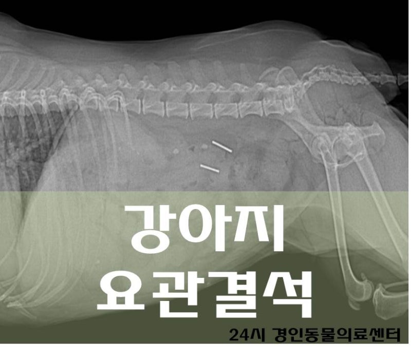 강아지 요관결석 수술, 강아지 결석