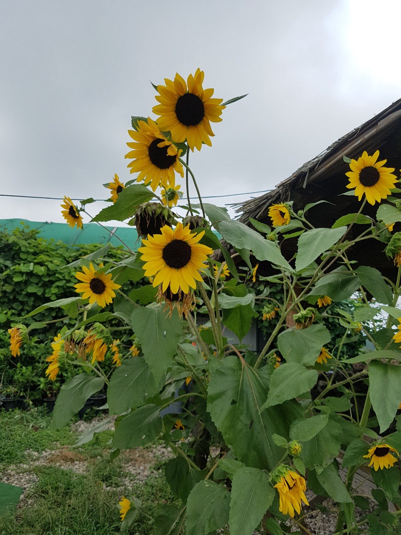 ì œì£¼ë„ ê¹€ê²½ìˆ™í•´ë°