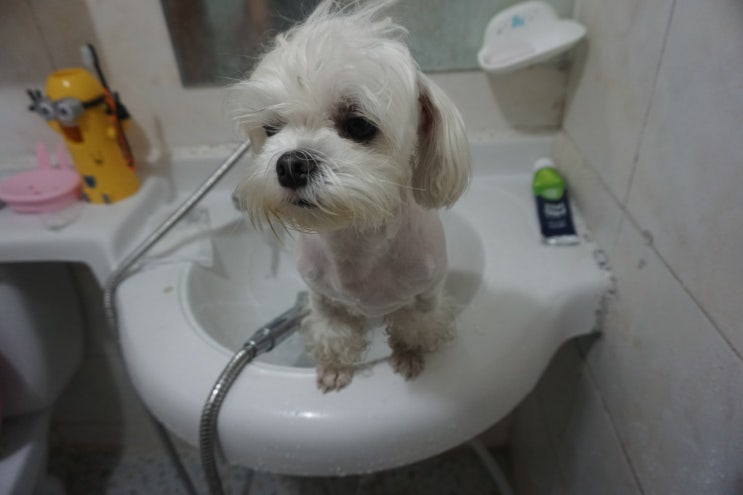  자연천연성분 강아지비누 왜 필요할까?