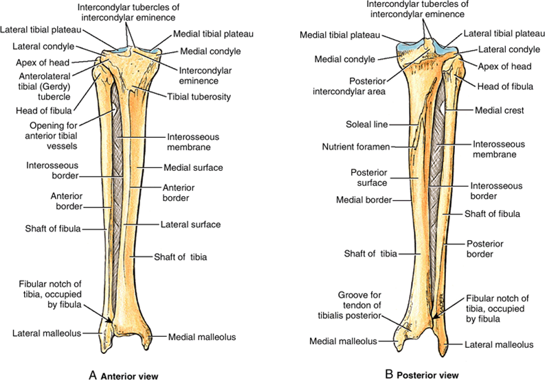 정강뼈 및 종아리뼈 골절 tibia & fibula fractures : 네이버 블로그