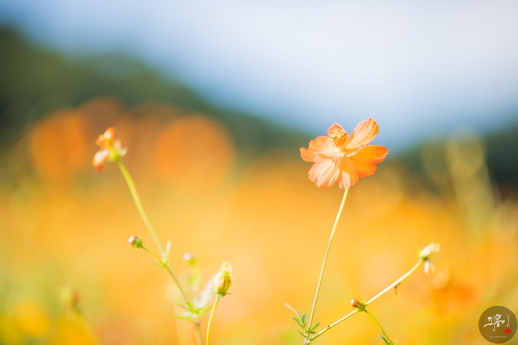  9월 경주 가볼만한곳 첨성대 황화코스모스