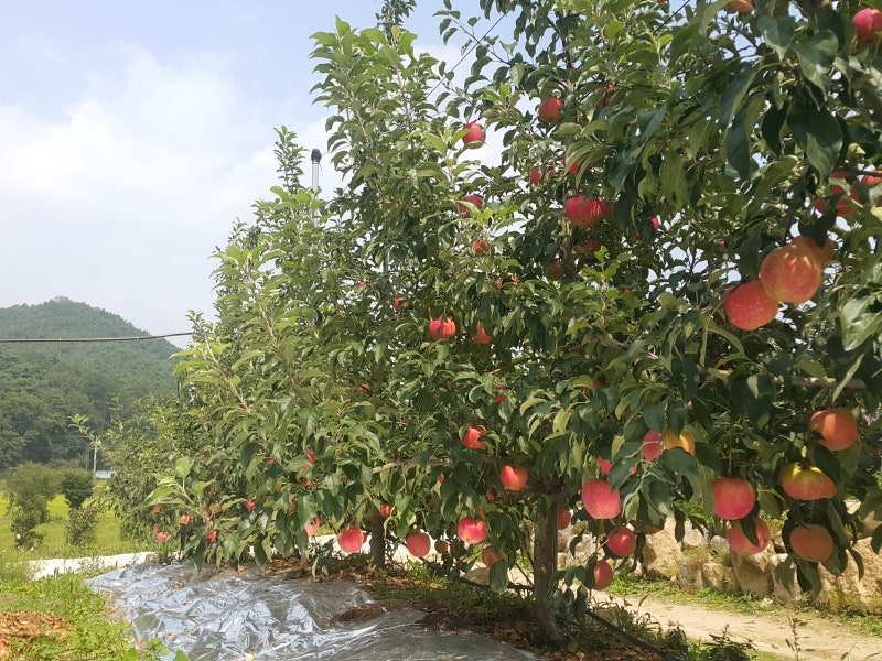 제천 사과따기체험~ 직접따서 가져가세요~~^^