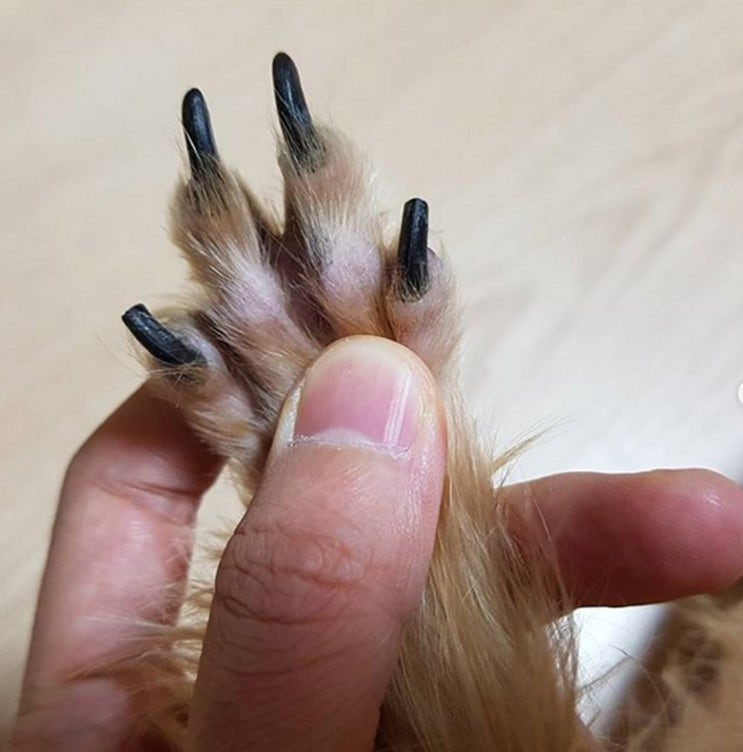  강아지 습진약 바르기 전에 반드시 확인할 것