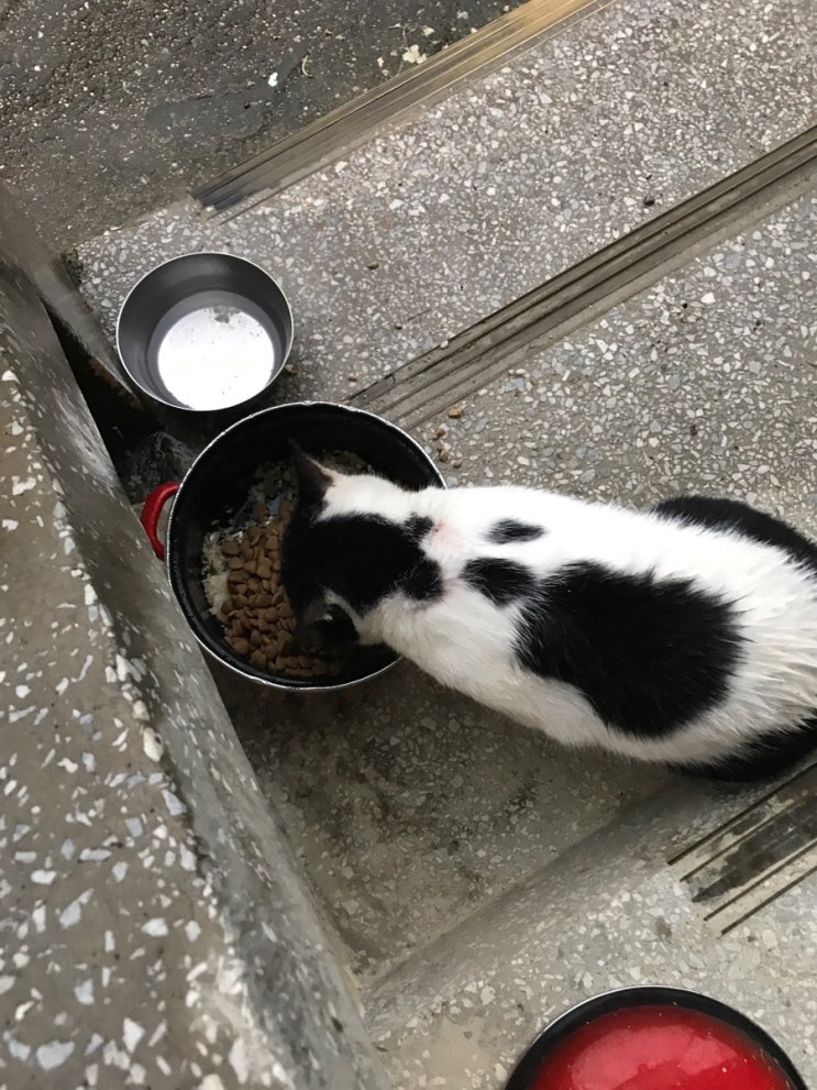 고양이 레오 이렇게 잘먹고 잘살거면서 도망을 왜가?!
