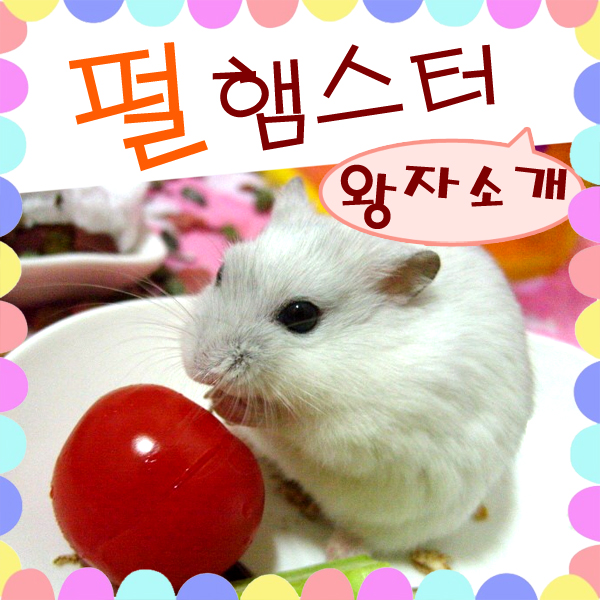  펄햄스터 왕자 소개 - 하얀 펄 햄스터