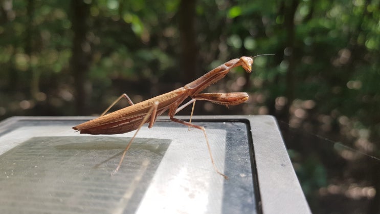  숲속을 걸어요~ 광교산, 산책길~