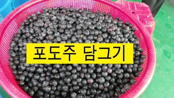 성찬 포도주 담그는방법/ 포도주 담그기