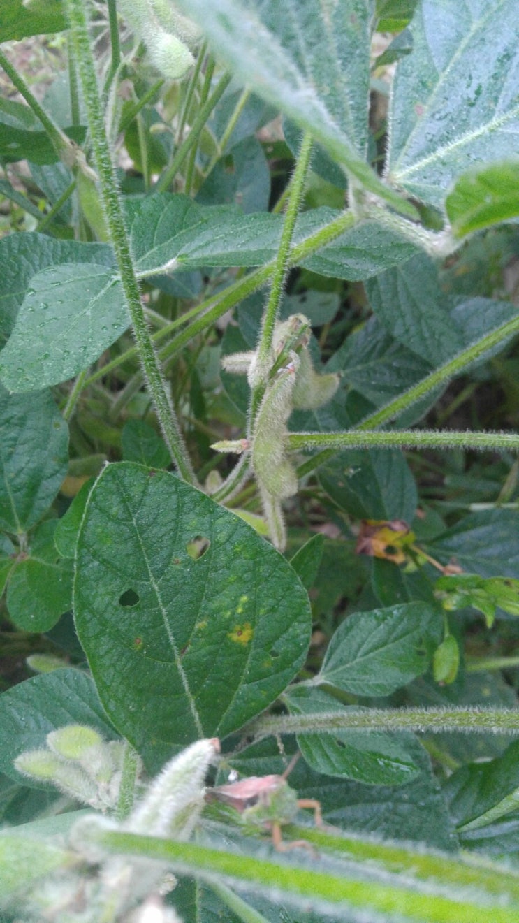 콩밭 둘러보기