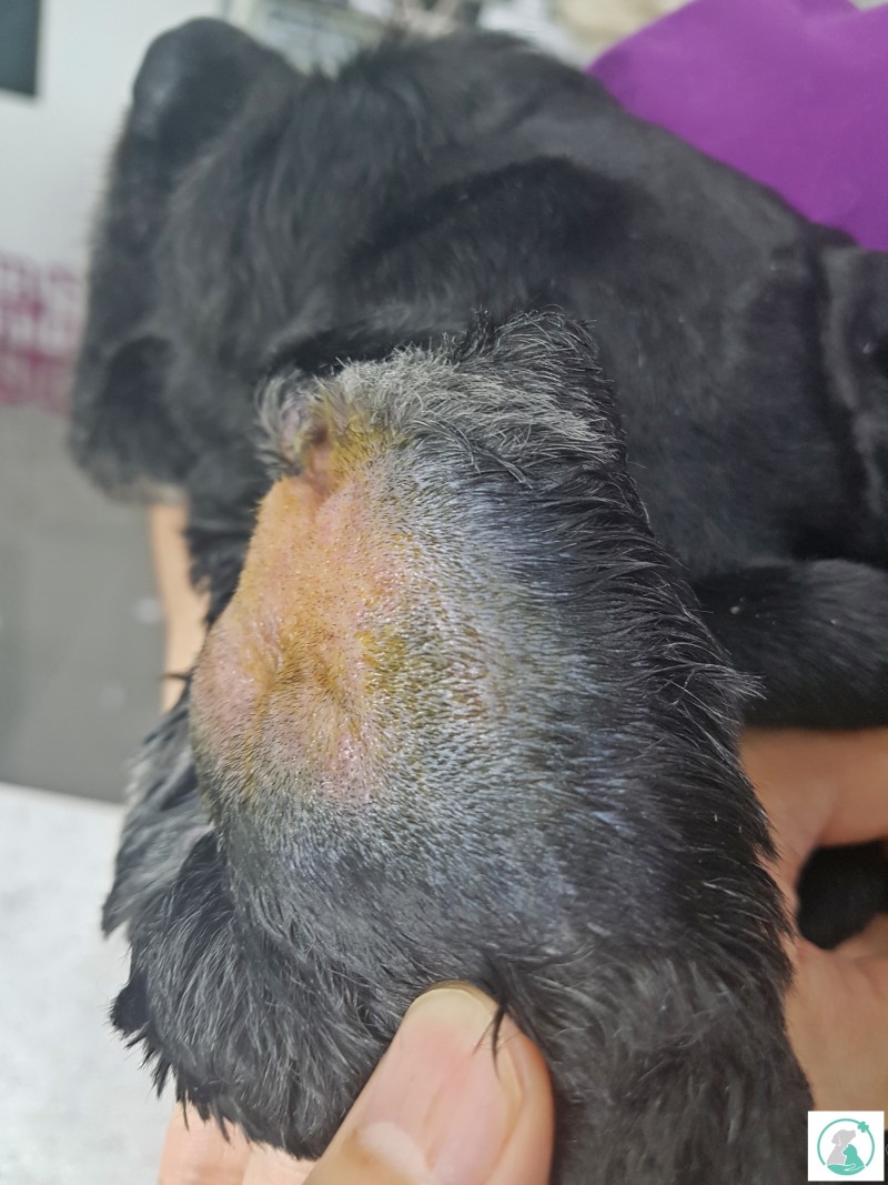 이개 혈종 (Aural Hematoma), 강아지 귓병 합병증, 코가 귓병, 외이염 / 귀를 자주 털더니 혈관이 터졌는지 귀가 커지고  뜨거워요. [강서구 마곡 보다듬 동물병원] : 네이버 블로그