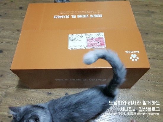  [어서옥션]도담이와 리사가 언제줘도 좋아하는 템테이션