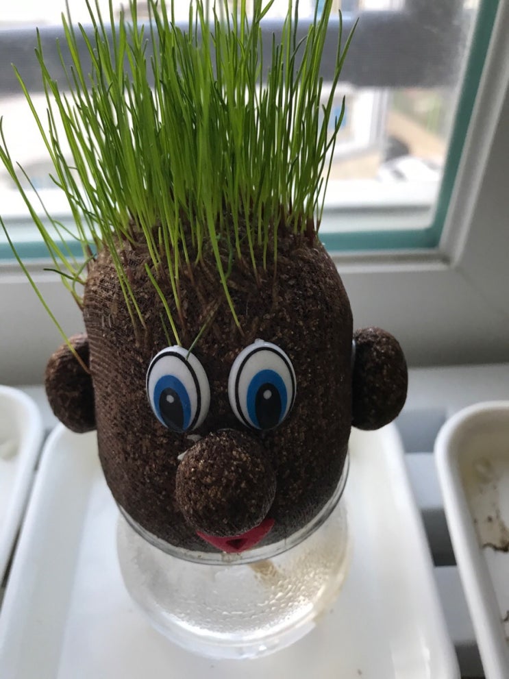  다이소 잔디키우기 엄청많이 자랐어요.