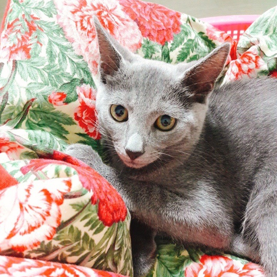  [러시안블루 98일차] 고양이 일상,,,,2차 예방접종하구 왔어옹~