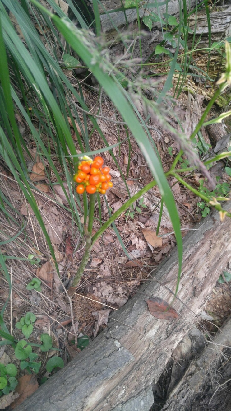 오늘산행