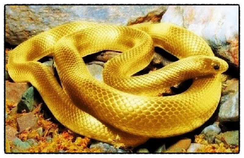 뱀꿈해몽/뱀나온꿈/하얀뱀/검은뱀/빨간뱀/파란뱀꿈은 무슨뜻