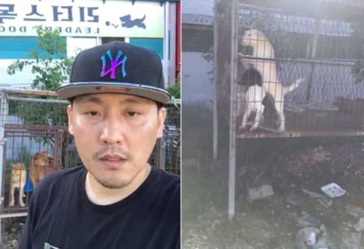  개농장 직접 찾아가 개 10마리 구조한 가수 현진영, "용감하다" vs "무대포다"