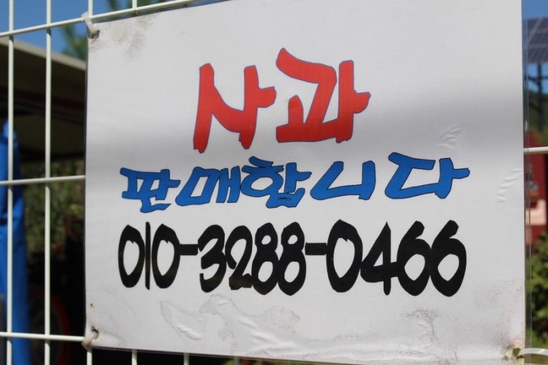파주사과따기체험/파주사과농장 : 새밀농원에서 체험모집