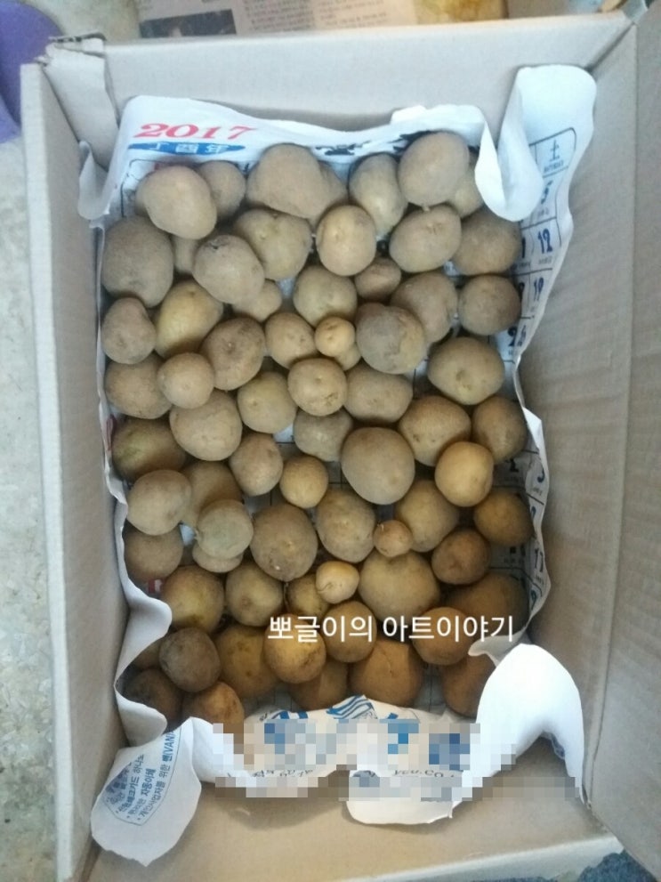  감자보관법