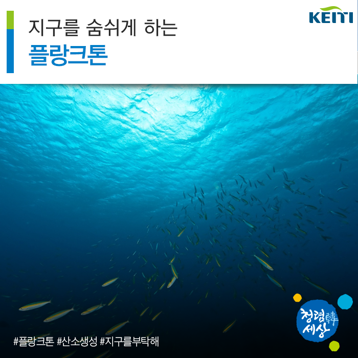 플랑크톤 물고기