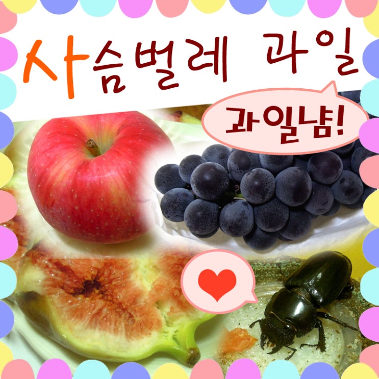  사슴벌레 키우기 과일 선호도 최고!