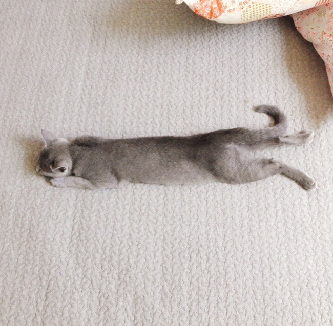  [러시안블루 105일차] 아주 행복하다냥~