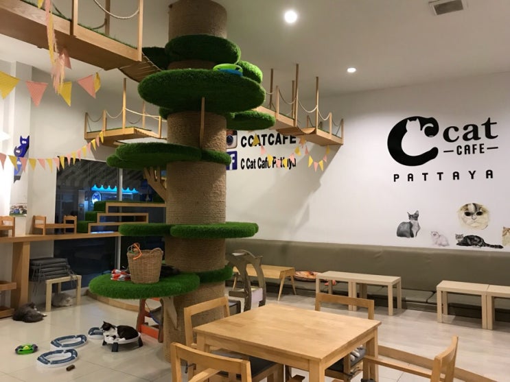  태국에반하다 태국여행 태국일상 파타야 고양이 캣카페 Ccafe