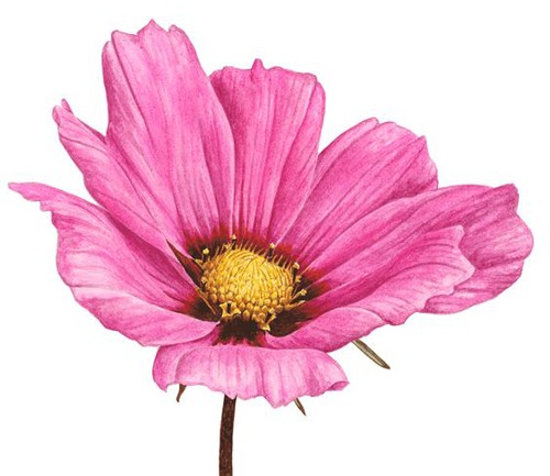 가을 코스모스 꽃 일러스트 밑그림 채색 자료Cosmos Flower Illustration : 네이버 블로그