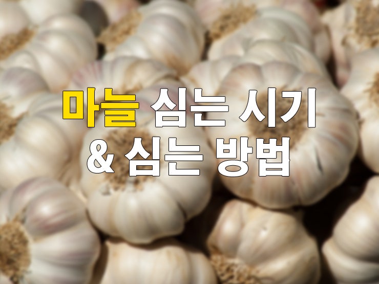 마늘 심는 시기와 심는 방법 : 네이버 블로그 마늘 심는 시기와 심는 방법 : 네이버 블로그