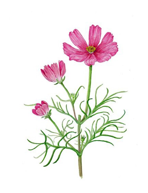 가을 코스모스 꽃 일러스트 밑그림 채색 자료Cosmos Flower Illustration : 네이버 블로그