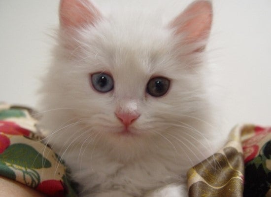 오드아이 고양이 가격 및 분양 방법