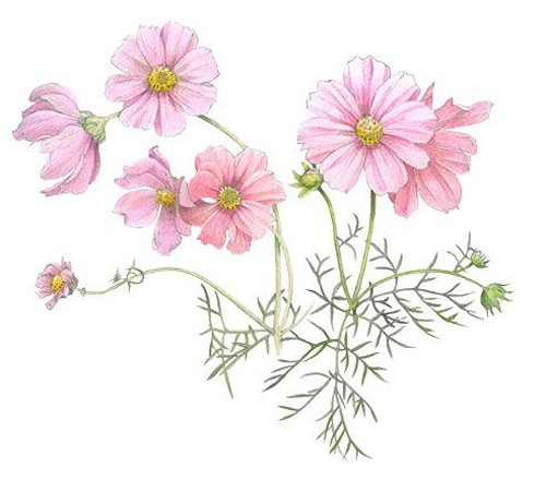 가을 코스모스 꽃 일러스트 밑그림 채색 자료cosmos flower illustration : 네이버 블로그