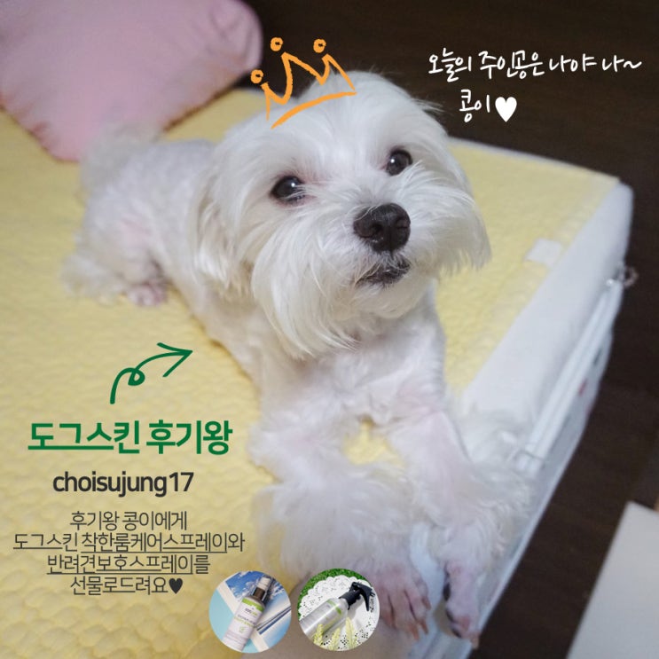  도그스킨 1기 기자단 후기왕 발표!