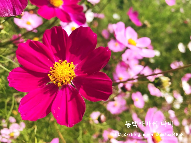 가을꽃! 코스모스의 꽃말은? : 네이버 블로그