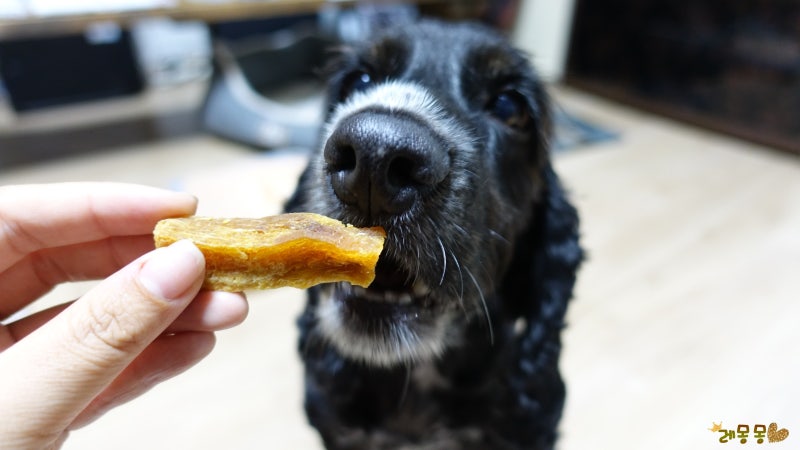 집에서 만드는 애견 간식 레시피 추천 제품
