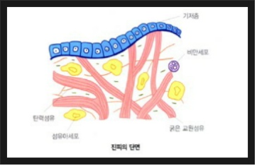 3. 피부의 조직학적 구조-2 : 네이버 블로그