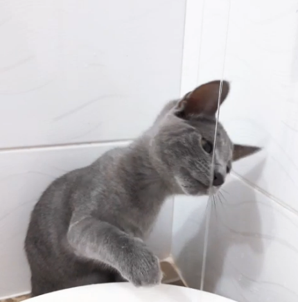  [러시안블루 110일]고양이들은 화장실을 왜 좋아하지요?