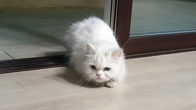  동물농장 보는 아주 예쁜 우리집 냥이 모자