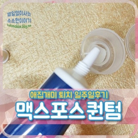 애집개미 박멸 맥스포스 퀀텀 후기