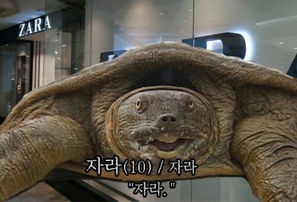 자라 짤 : 네이버 블로그