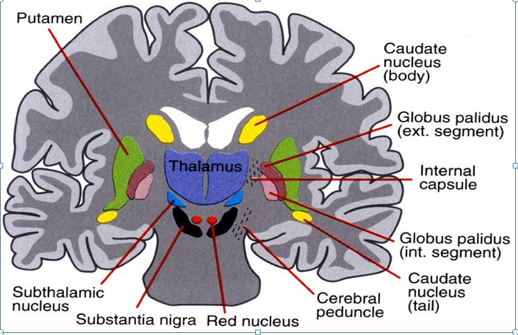 기저핵(Basal ganglia) : 네이버 블로그