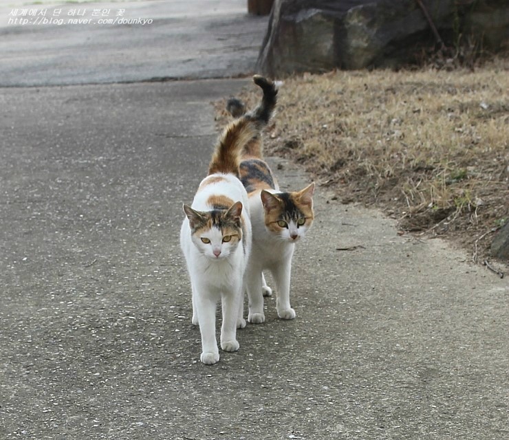  2016년 아기고양이 로사와 다이아 이야기 (1월~4월 20일까지) 