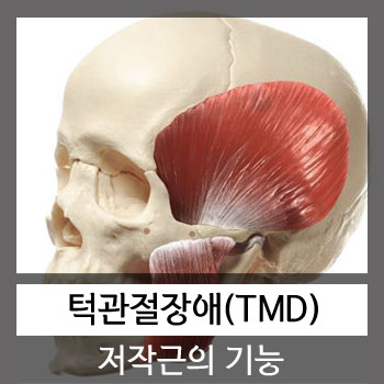  턱관절 장애와 저작근의 기능