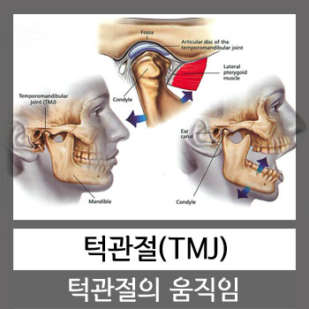턱관절(TMJ)의 움직임