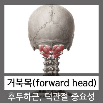  거북목 후두하근, 턱관절 중요성