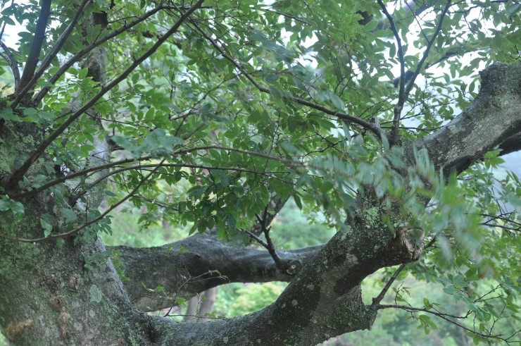 팽나무 효능·팽나무 칼로리·팽나무 세정