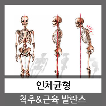  [{ 강남,서초,반포,선릉,삼성,역삼,잠실,논현,청담,대치동 카이로프랙틱} 척추디스크] 척추와 근육의 균형 