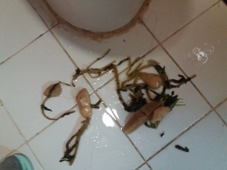  구미 변기 뚫는 곳, 변기에 총각무, 인동 변기 수리