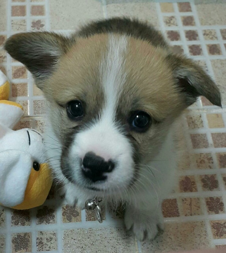  웰시코기 마루의 성장스토리