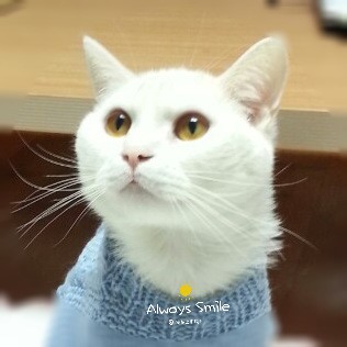  니트옷 입은 시리우스