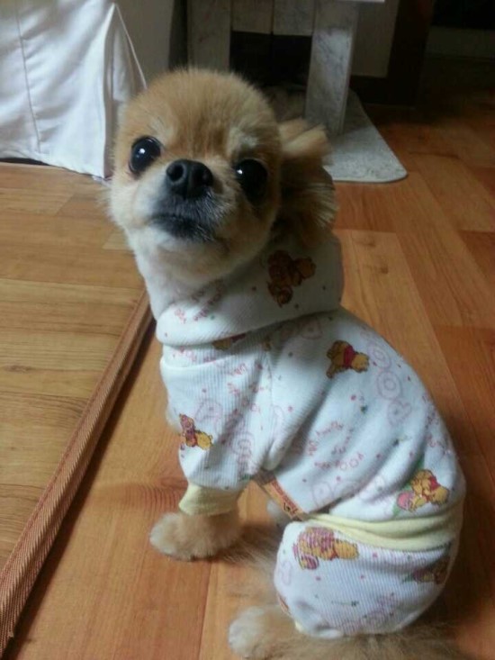  피카츄